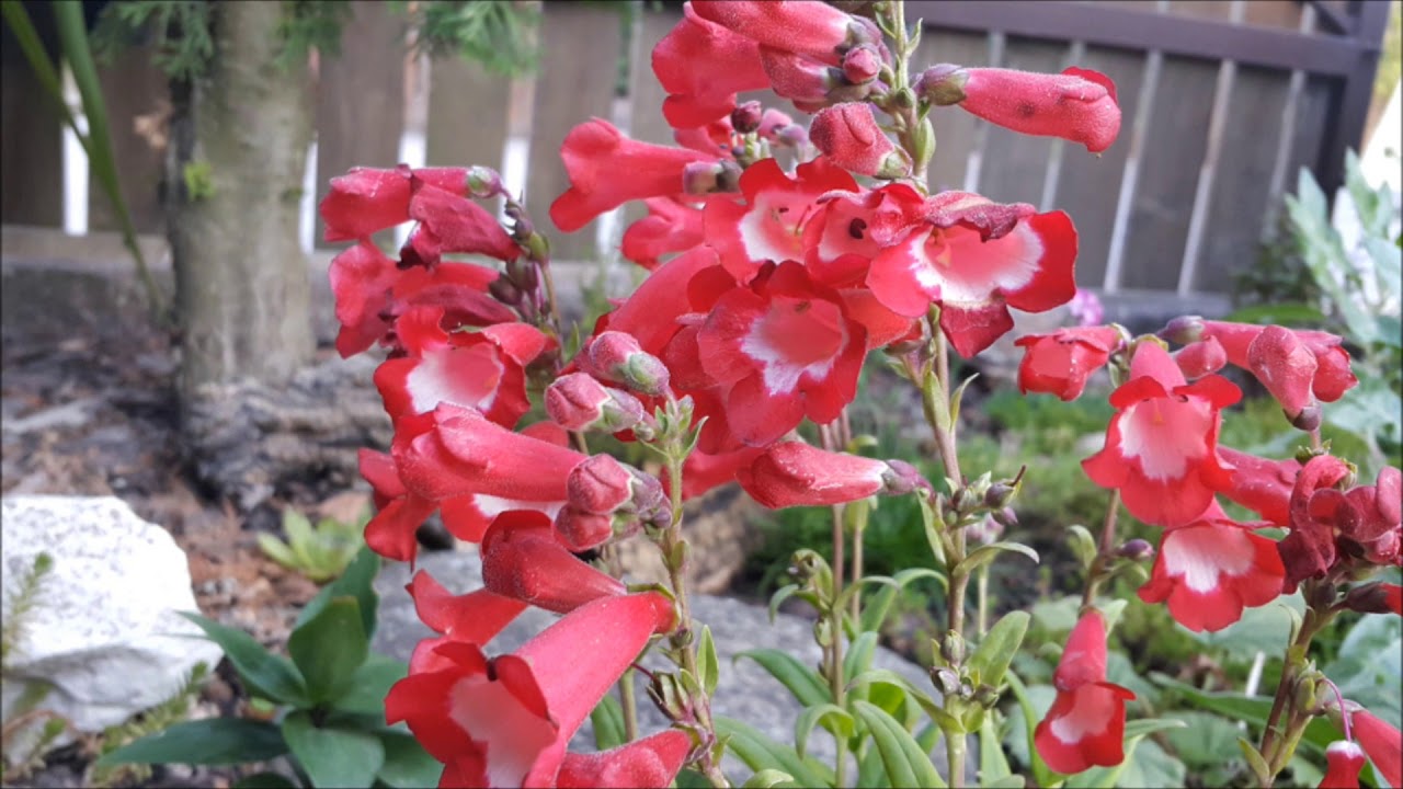 Penstemon - Poradnik Ogrodowy #172