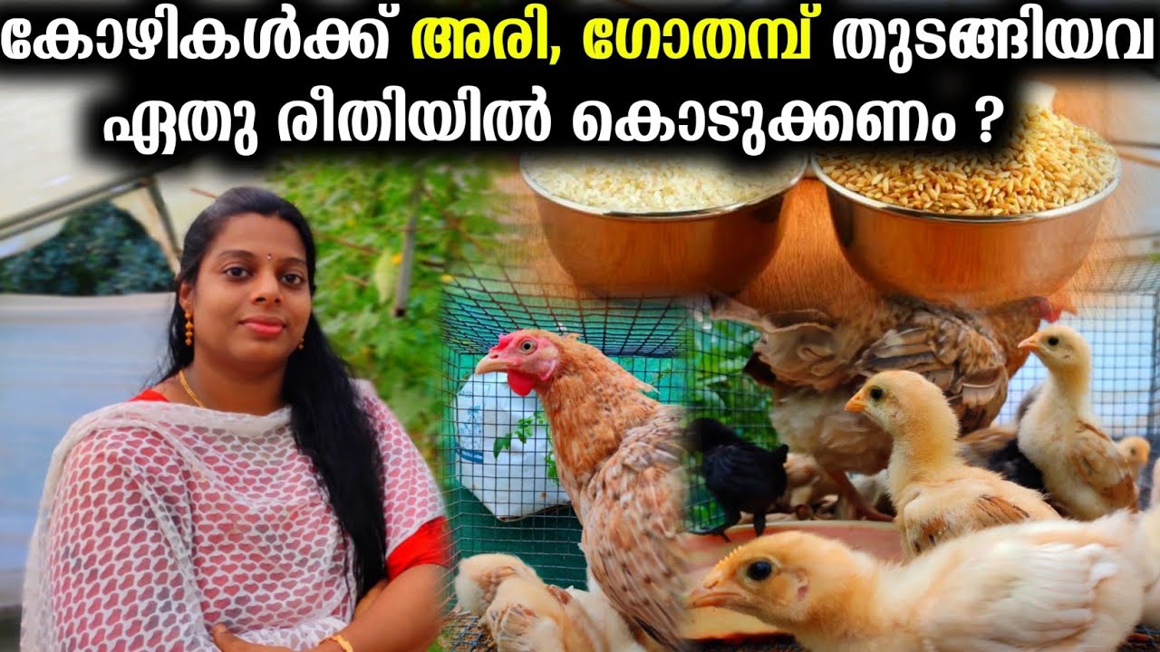 കോഴിവളർത്തൽ | കോഴികൾക്ക് അരി,ഗോതമ്പ് തുടങ്ങിയവ ഏതു രീതിയിൽ കൊടുക്കണം ? | Poultry Farming tips ||
