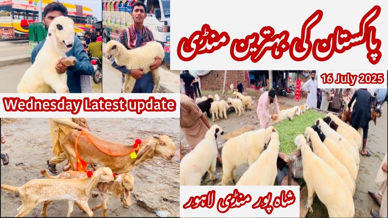 Wednesday Latest Update | Shahpur Kanjra Mandi | Bakra Mandi Lahore | Goat Farming | 16.7.2025