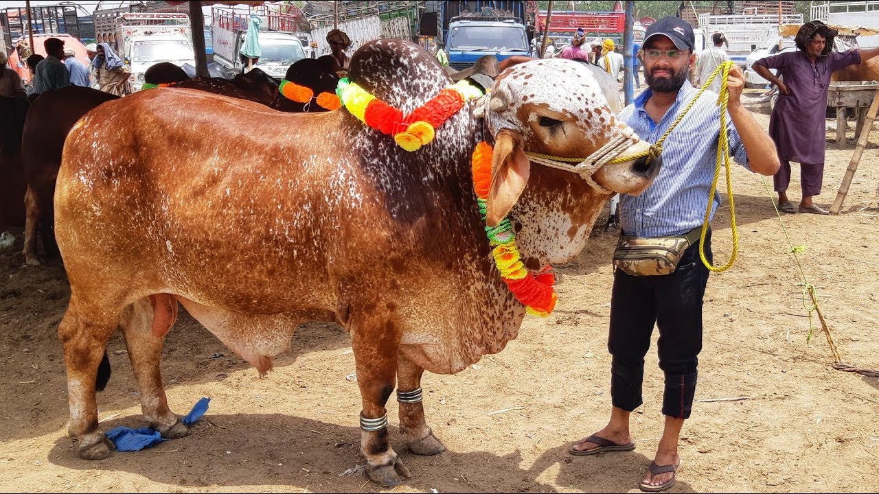 Bakra Mandi Pakistan ma Karmawala Cattle Farm k Cholistani Brahman aur Sahiwali Bachre