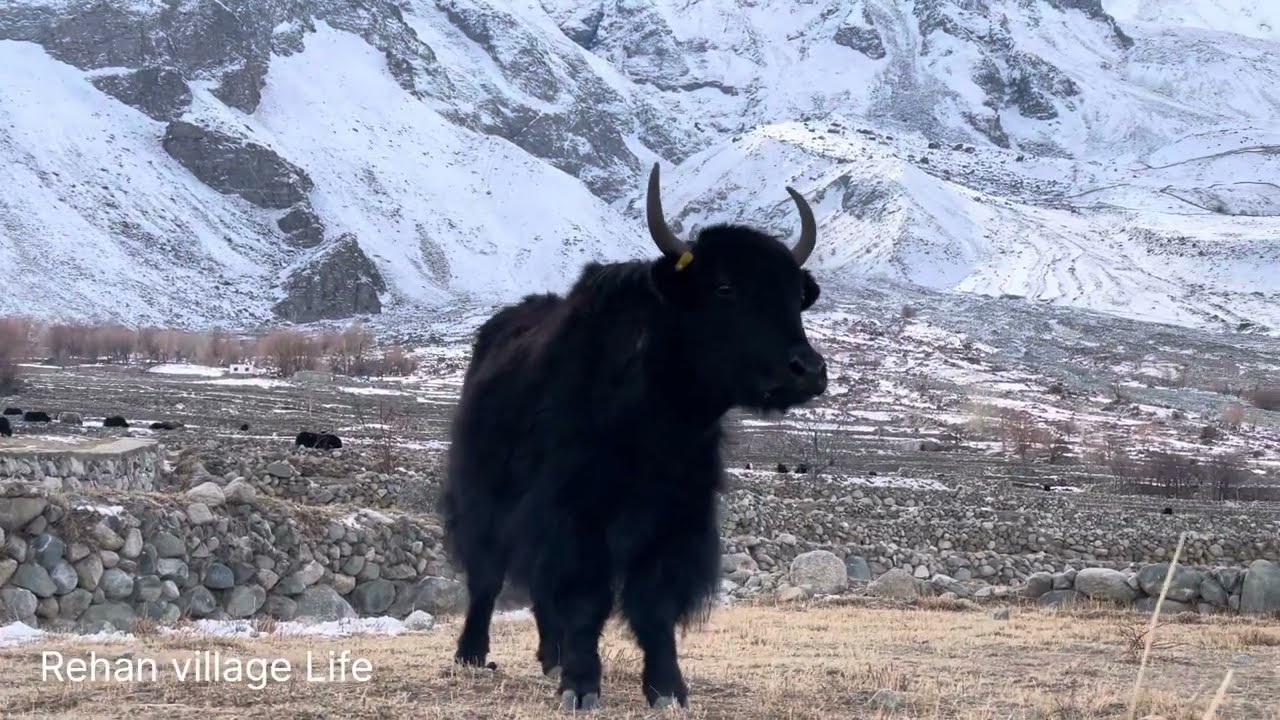 How yak live in snow|Yak king of Mountain| yak life 