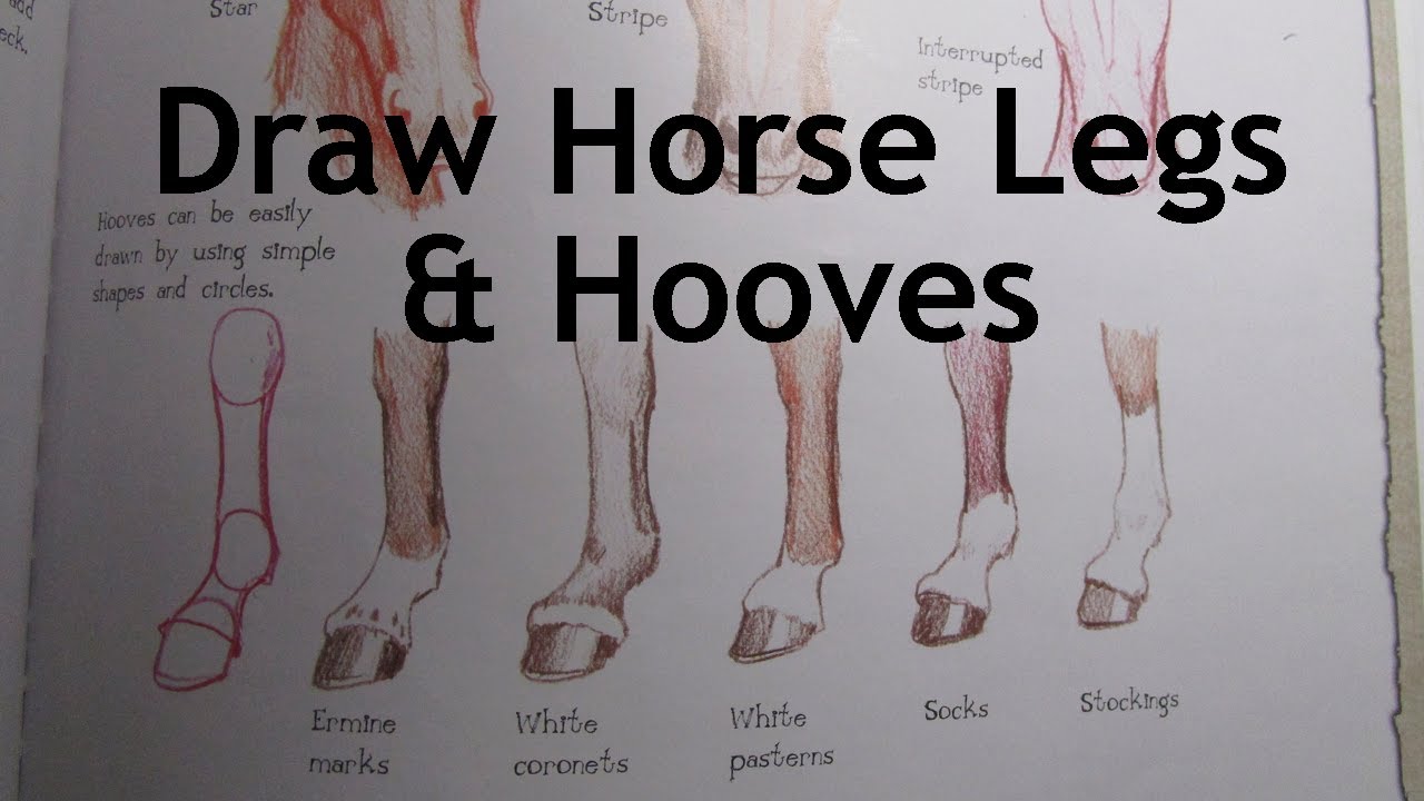 How to Draw Horses: Drawing Horse Legs & Hooves