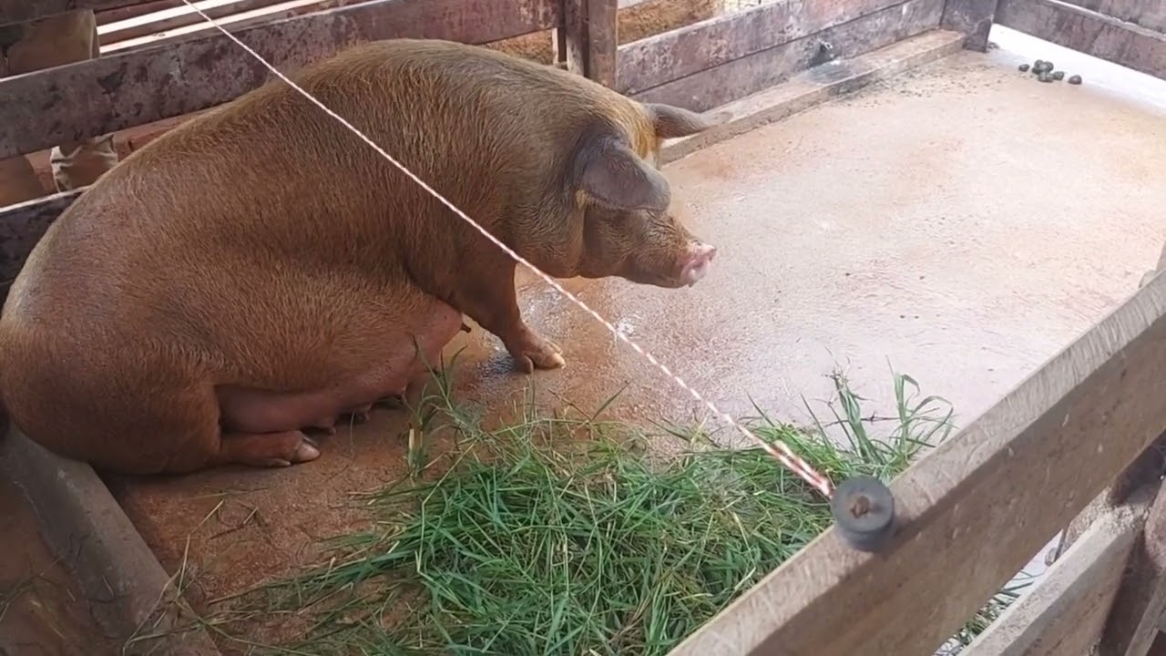 Vêm ver quantos leitões a porca pariu!!! Fechando a porca / Arrumando chiqueiro!!! Serviço da roça 🤠