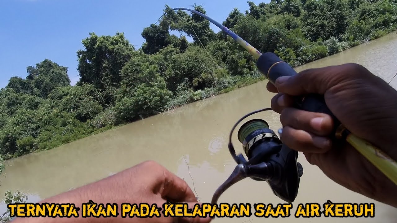 Rejeki mancing di muara saat air keruh ikan pada rakus
