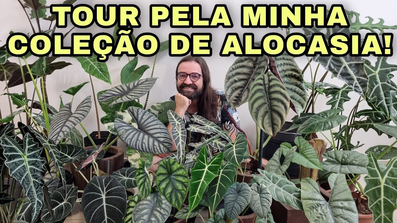 TOUR pela minha COLEÇÃO DE ALOCASIA - As PLANTAS que são um LUXO na DECORAÇÃO
