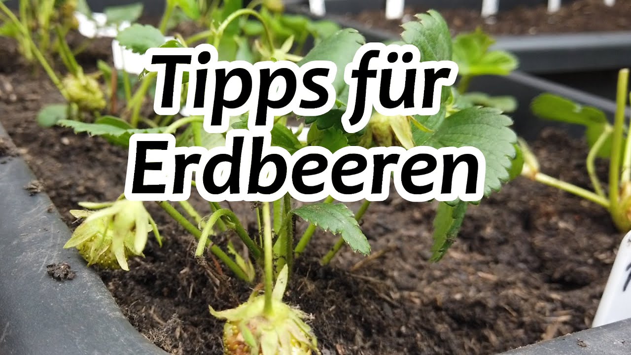 Tipps für Erdbeeren auf Balkon | Erdbeeren pflanzen im Garten