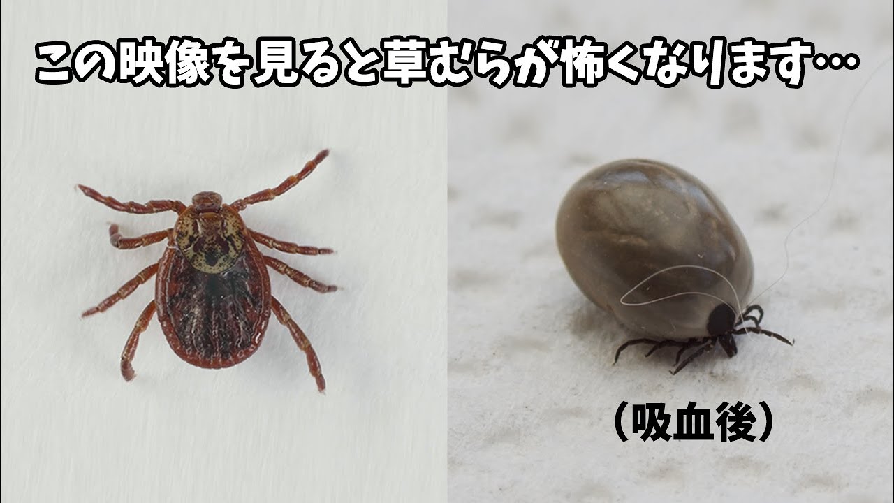 ダニに気をつけなければならない驚きの理由（毎年数百人が死んでいます&hellip;）
