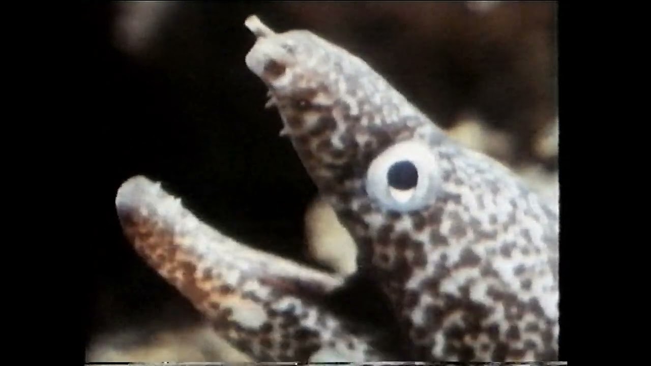 Educational Favorites collection - Ocean Life - 1988 VHS