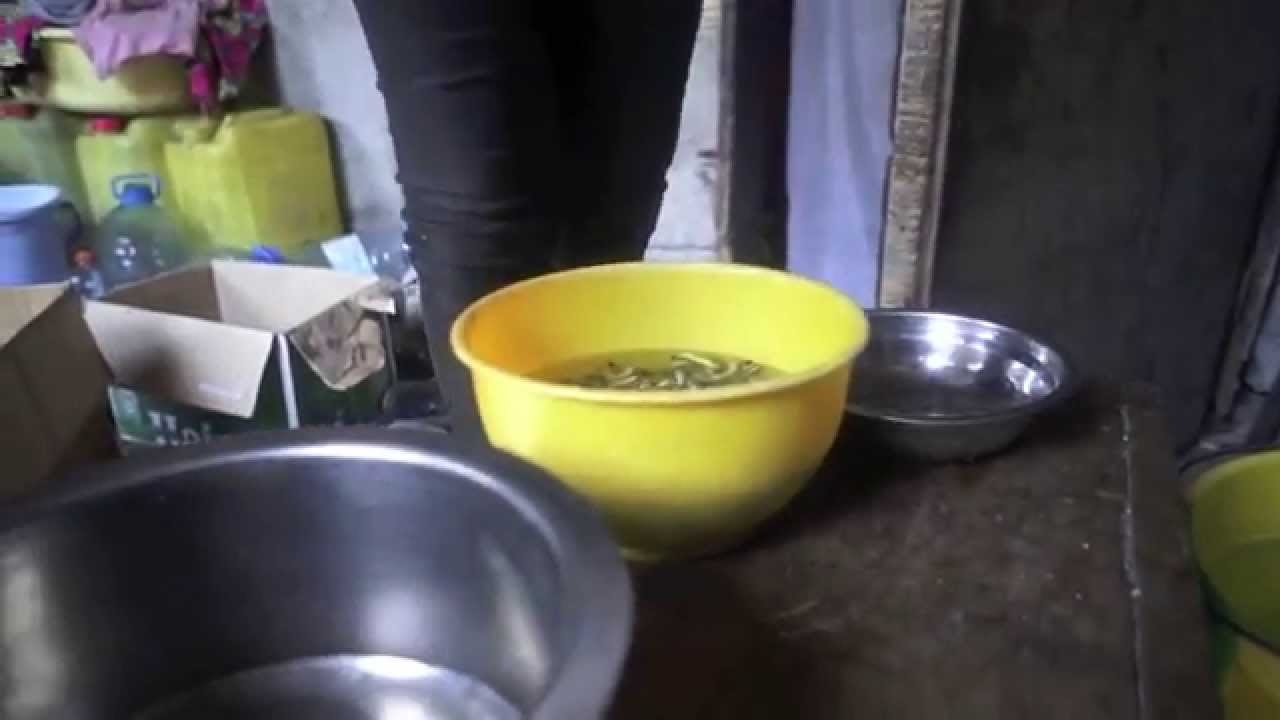 Chenilles à Ouenze (Brazzaville - Congo)