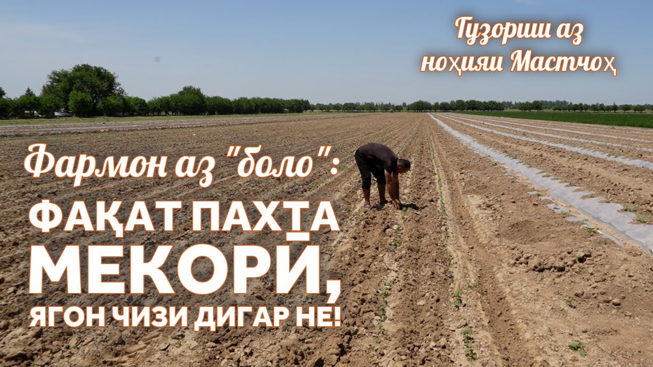 Яке пахта мехоҳад, дигарӣ не. Сабаб чист?