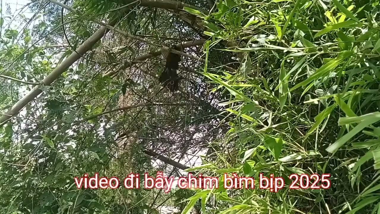 Đi bẫy chim bìm bịp ngày 16 tháng 7 2025