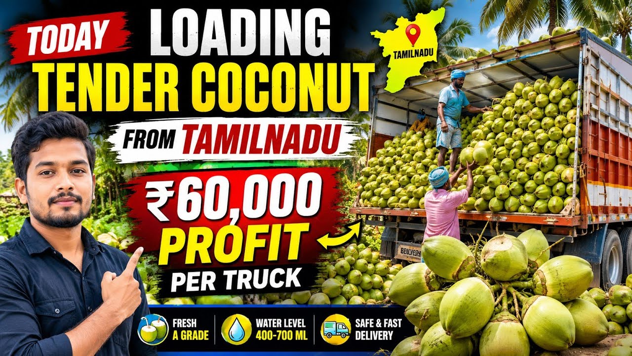 Today Visiting Tender Coconut Farm🌴Tamilnadu Theni | Coconut Wholesale Supplier In India#vickyagro 
