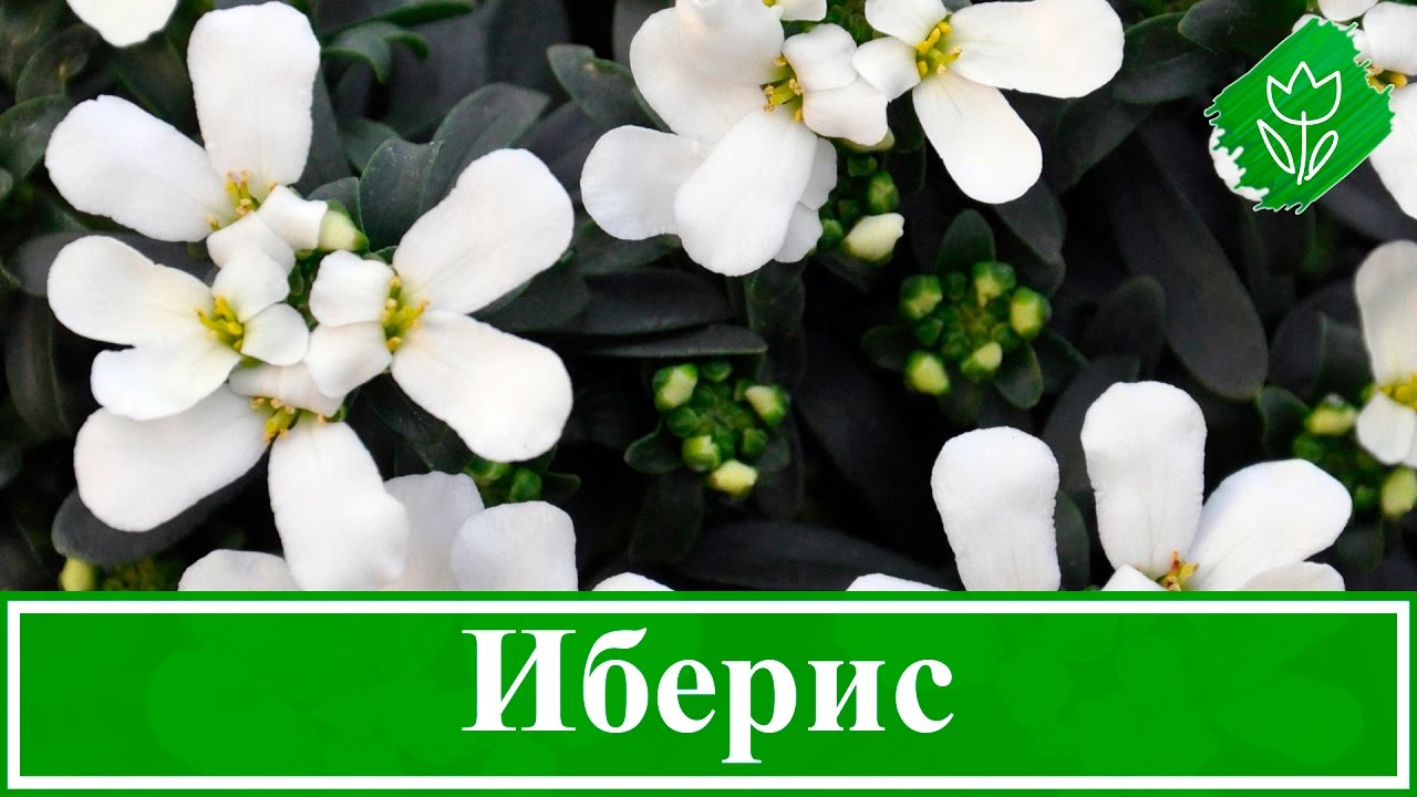 Цветок иберис – посадка и уход; выращивание ибериса из семян в открытом грунте