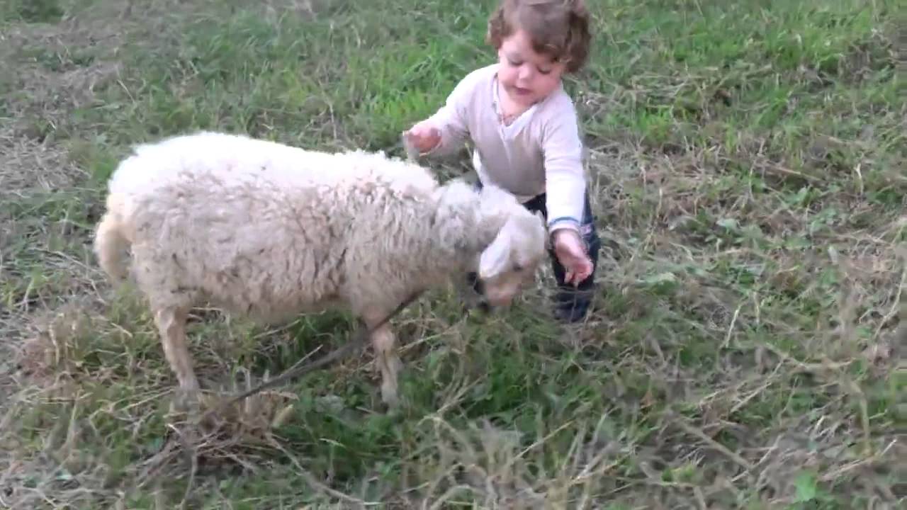 Cute sheep with a child playing