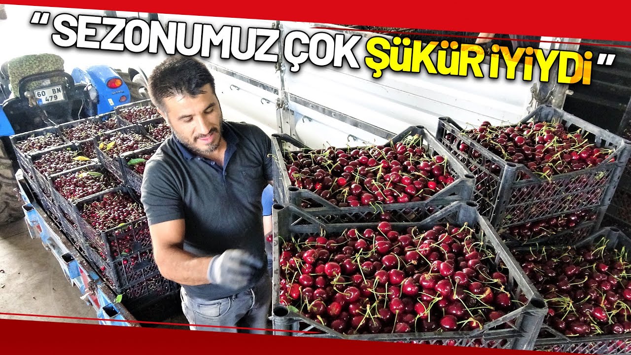 Tokat’ta İhraçlık Kirazda Yüzde 100 Rekolte Artışı