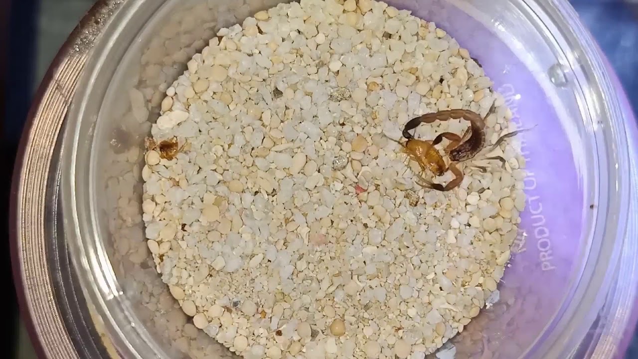 HOTTENTOTTA HOTTENTOTTA FEEDING | SCORPLING