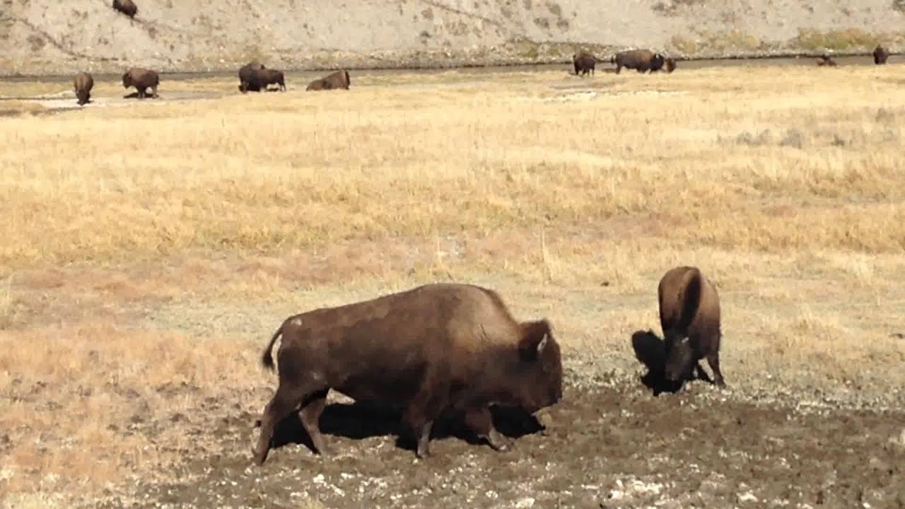 Bison taking a crap in Yellowstone National Park