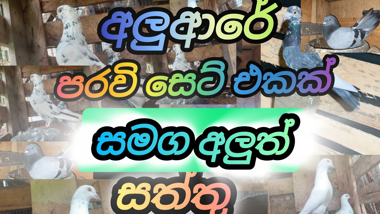 එලවන අලුත් සත්තු සොයන අයට#pigeon#pegion#birds#pegon#1000subscriber#viral#trending#subscribe#pegon 