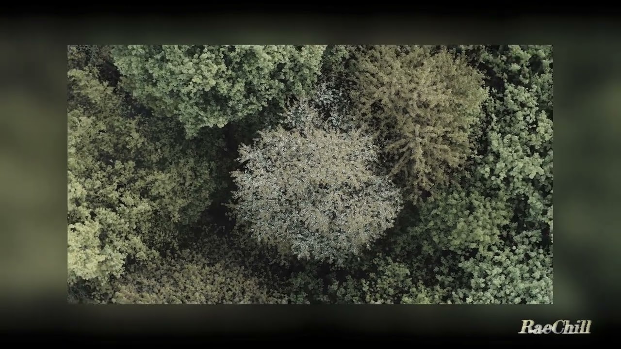 God's Creation - daniel.mp3 // slowed // reverb // 1 hour loop // rain