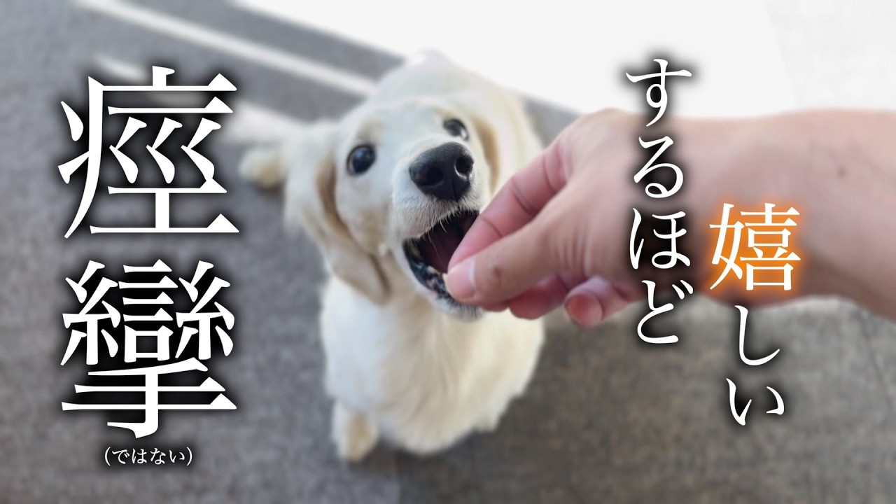 おやつの為ならなんでもする犬と赤ちゃんが（可愛すぎて）ヤバい…