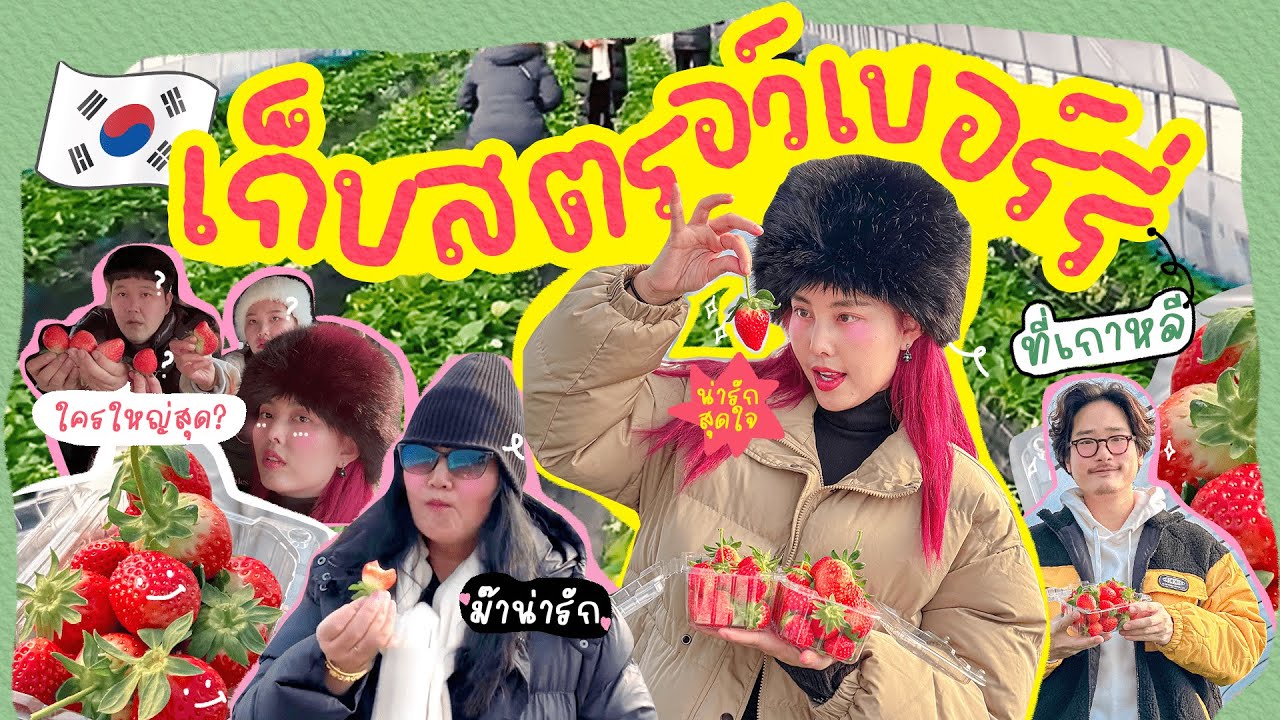 เก็บสตรอว์เบอร์รี่ที่เกาหลี 🍓🇰🇷 เด็ดสดๆกินจากต้น / แข่งกันของใครใหญ่ที่สุด!!🍓❤️🫶🏻