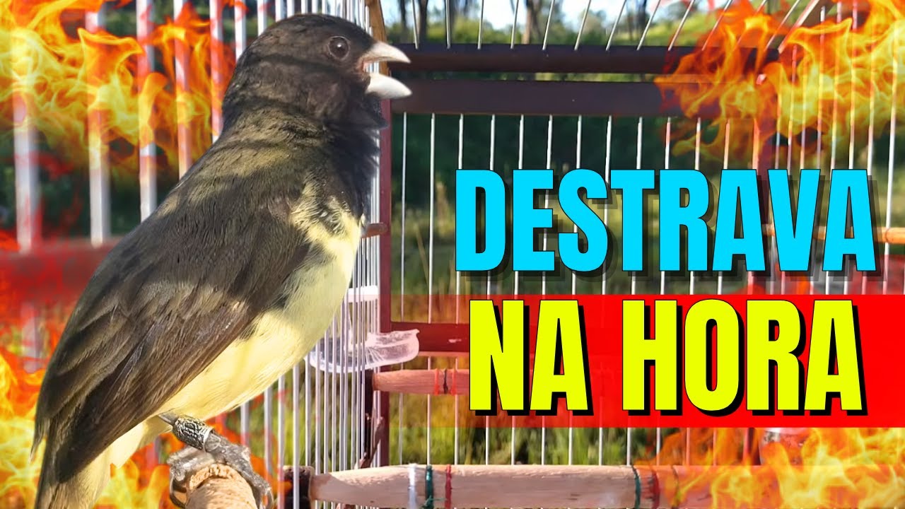 Papa capim siu siu com Fêmea chamando para Esquentar papa capim siu siu e encarte papacapim siusiu