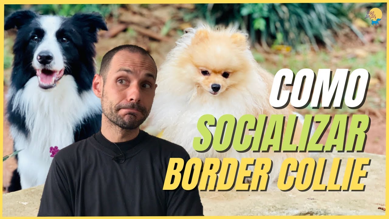 COMO SOCIALIZAR O BORDER COLLIE | SPOILER: É MAIS DIFÍCIL PORQUE É INTELIGENTE!!!!