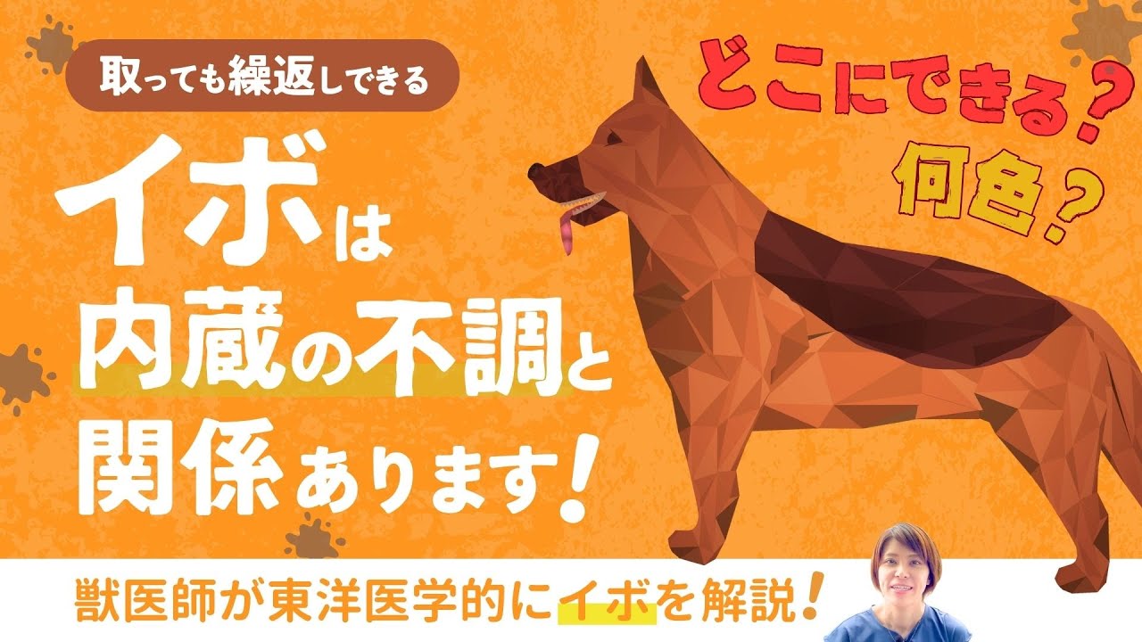 【獣医師が解説】取っても繰返しできる「イボ」と体の不調の関係