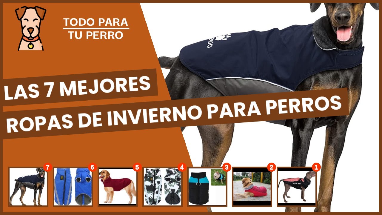 Las 7 mejores ropas de invierno para perros