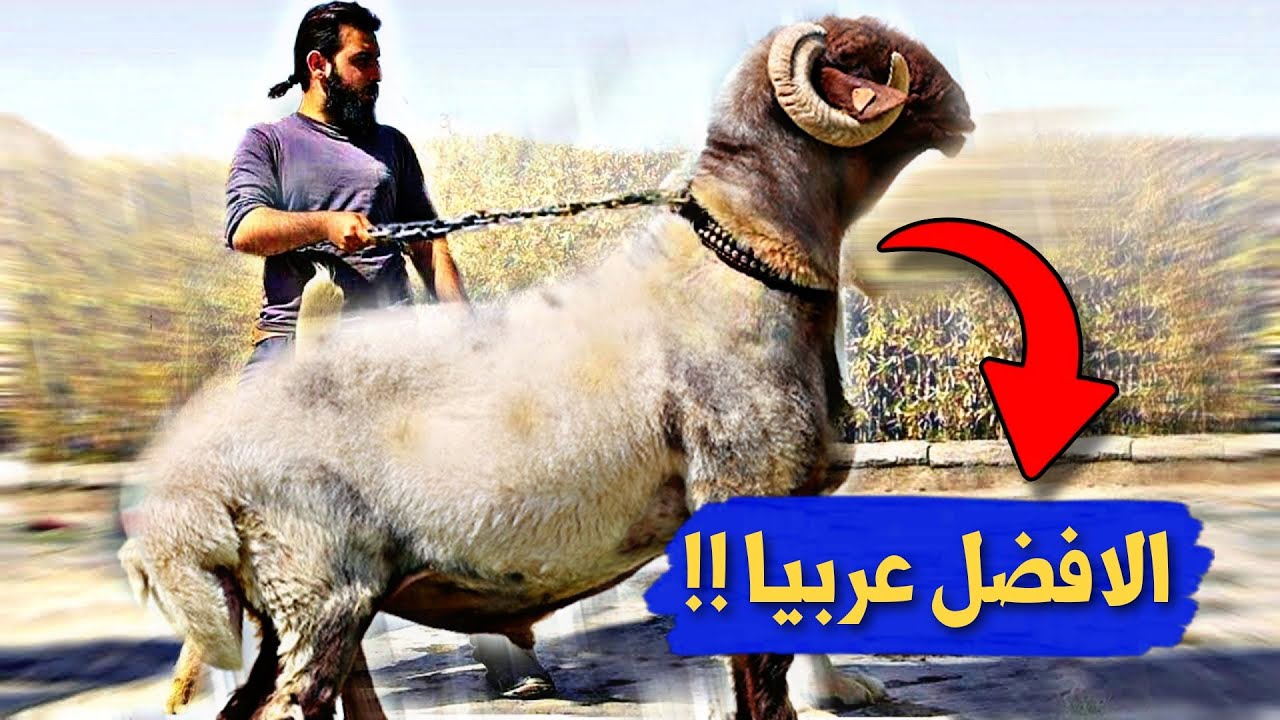 تعرف على أفضل سلالات الأغنام في الوطن العربي لن تصدق من في المرتبة الأولى !!