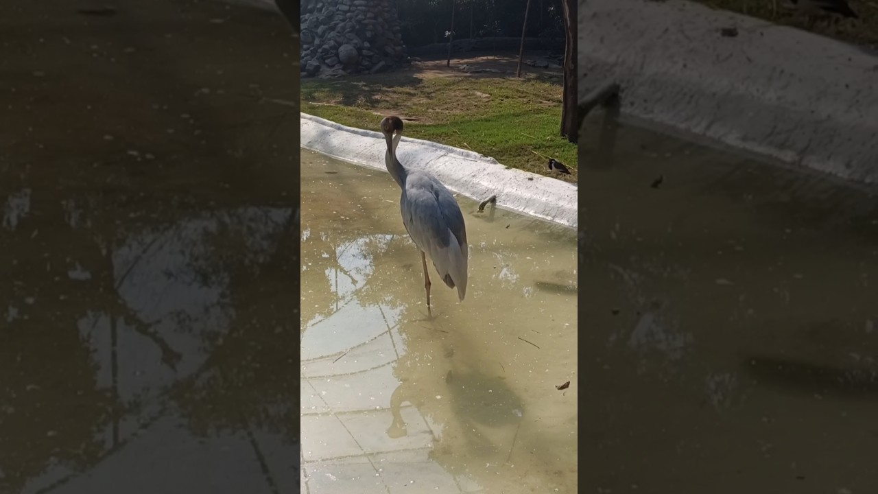 Unique Bird in Water #short #shorts #waterbirds