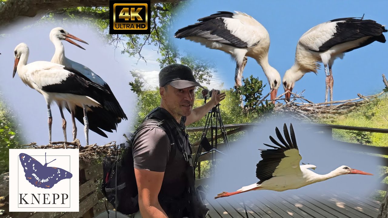 Knepp White Storks. A Rewilding Success Story.