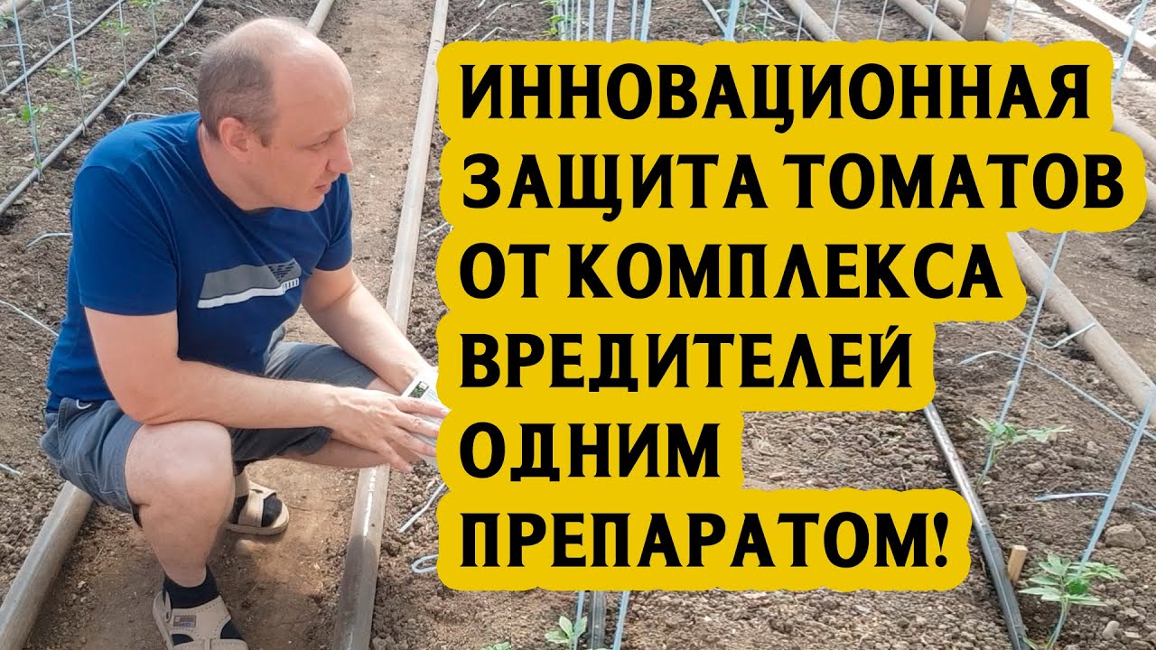Инновационная защита томатов от комплекса вредителей одним препаратом!