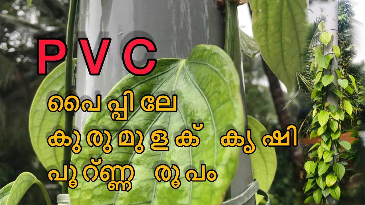PVC പൈപ്പിലേ കുരുമുളക് കൃഷി പൂറ്ണ്ണ രൂപം🤗 ആവശൃക്കാറ്ക്ക് pvc പൈപ്പില് സെറ്റ് ചൈത് കൊടുക്കുന്നു