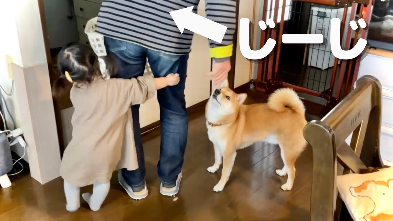 柴犬と1歳の孫から絶大な人気を誇るじーじを紹介します