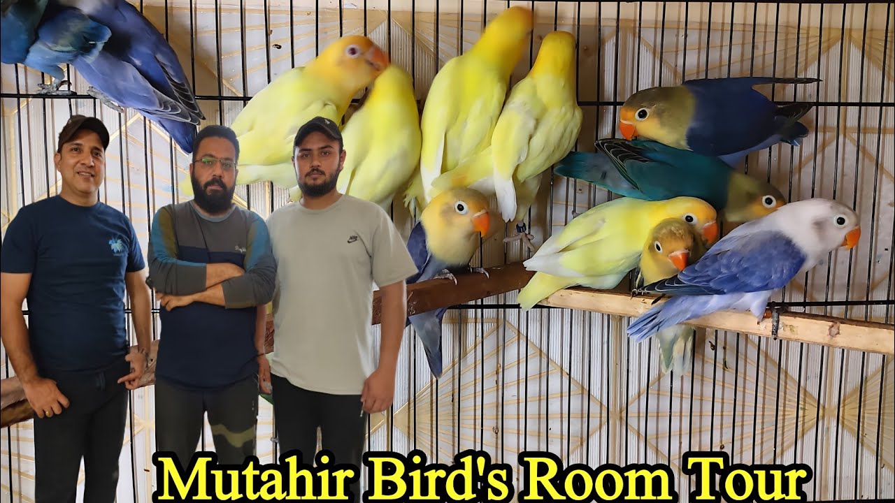 African Lovebirds Albino, Creamino, Decino Breeding Setup Visit |All Variety are Available@SYEDBIRDS