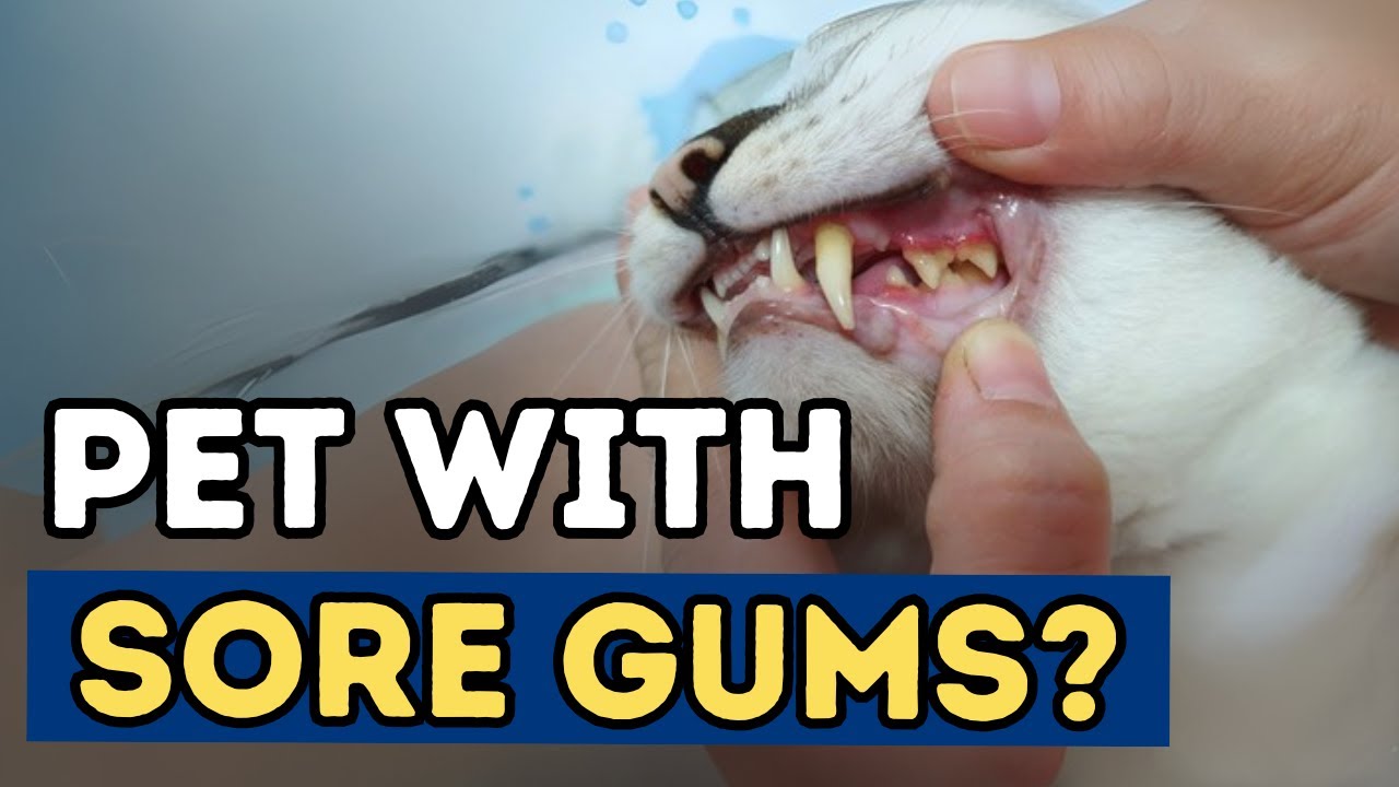 Got a Cat or Dog with Sore Gums? Try These Top 5 Effective Remedies for Gingivitis!
