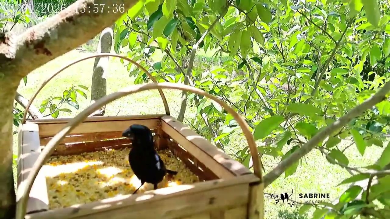 Azulão (Cyanoloxia brissonii) - Ultramarine Grosbeak