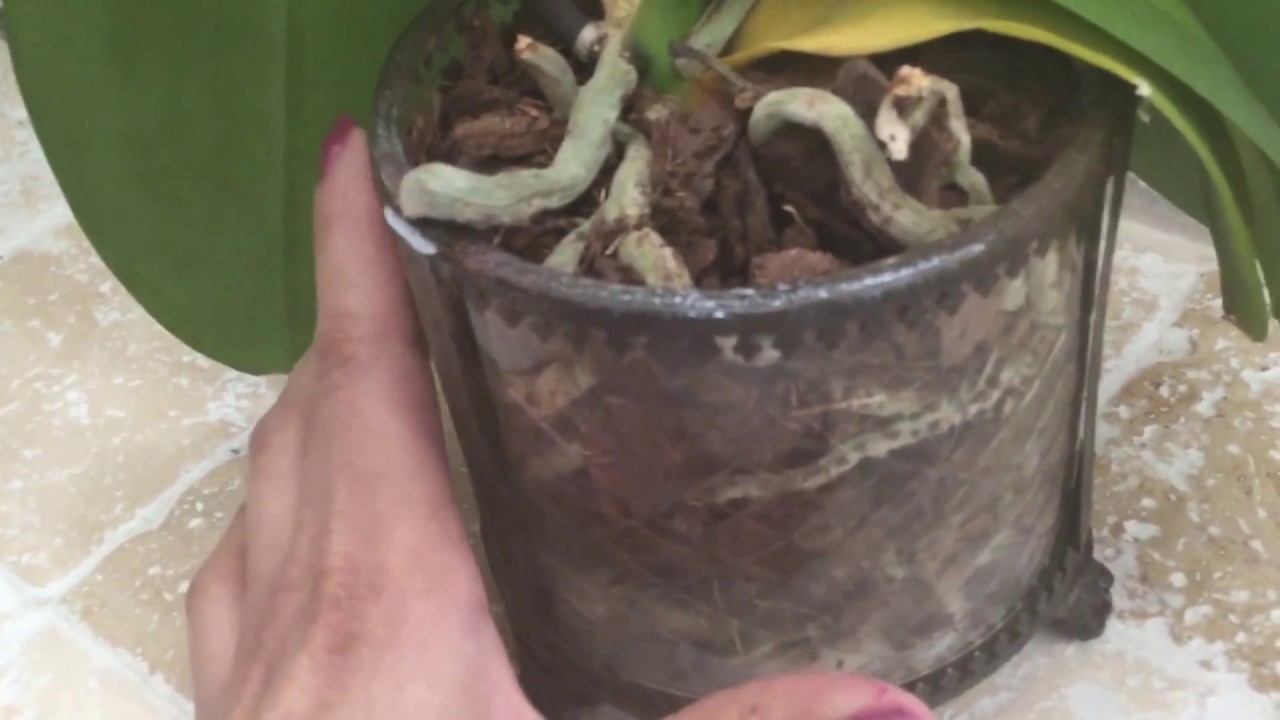 Orquideas como obtener mas floracion o keikis