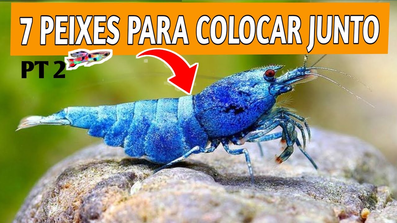 COMBINAÇÕES PARA COLOCAR JUNTO COM ( CAMARÕES NEOCARIDINAS)
