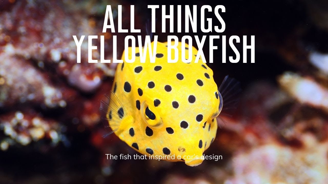 Очаровательная ядовитая рыба, которая заинтриговала инженеров — All Things Yellow Boxfish