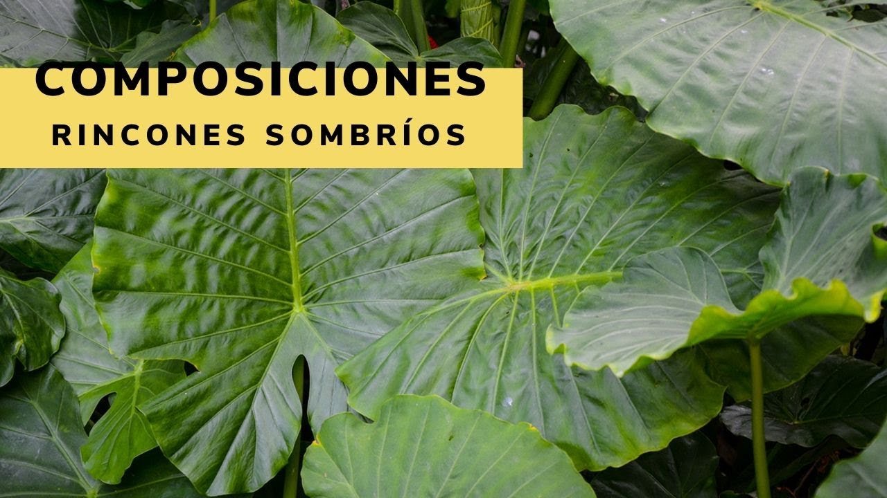Composiciones para rincones sombríos - Jardinatis