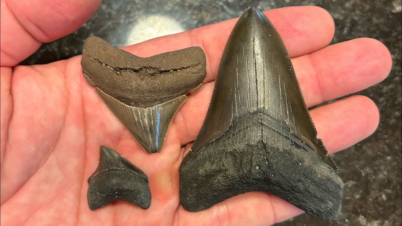 A megalodon filled fossil hunt at Calvert Cliffs!