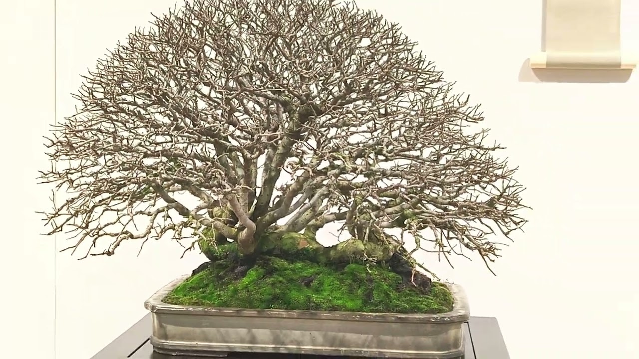 IV EXPOSICIÓN BENEFICA DE BONSAI CLUB AMIGOS DEL BONSAI DE PARLA