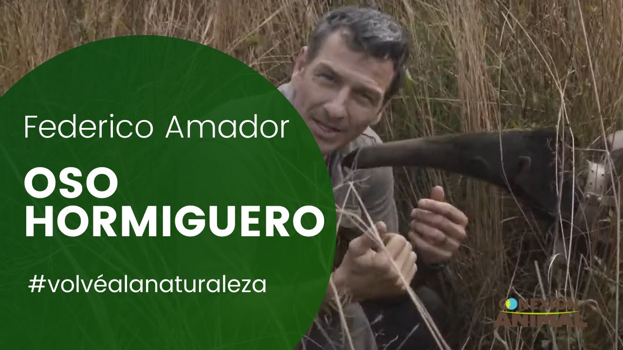 Oso hormiguero o Yurumi -  Conexión animal (Federico Amador)