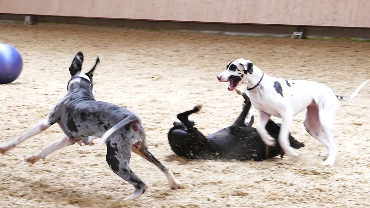 Deutsche Doggen eine schrecklich nette Familie