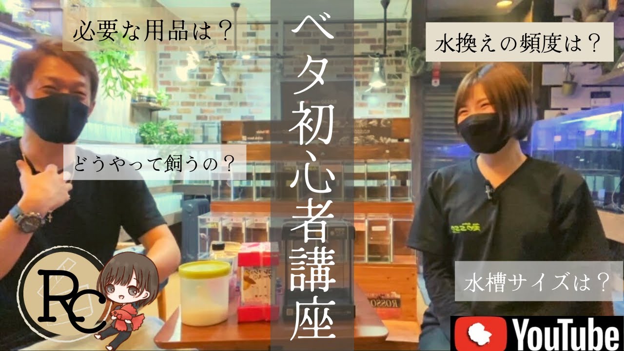 【完全網羅】10分で分かる！初めてのベタ飼育〜基本編〜