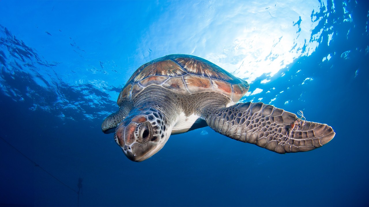 Как животные выживают на самых экстремальных глубинах (документальный фильм в формате 4K)