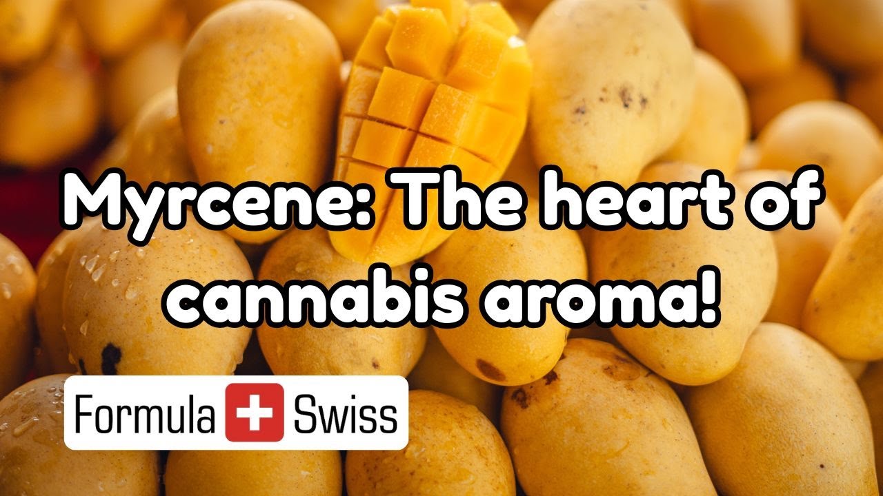 The power of myrcene: Cannabis&rsquo; most common terpene