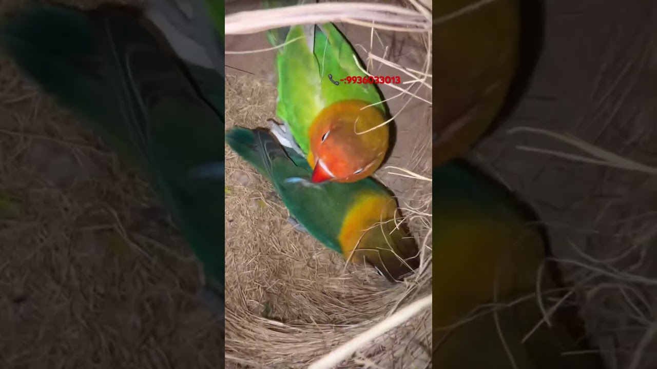 TOP QUALITY BREEDER LOVE BIRDS PAIR FOR SALE!!🥳🎊 
